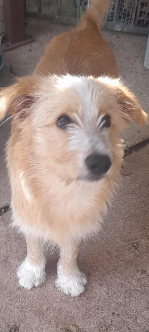 🌟🌟Spillo , Vuoi Cambiare La Sua  Vita ? 🐶✨